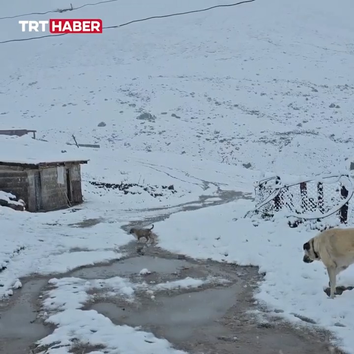 📍Artvin, Ardahan, Erzurum, Rize... ❄️Yaylalara mevsimin ilk karı yağdı.