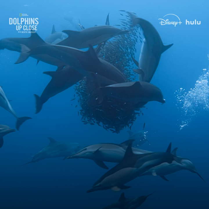 For dolphins, fishing is a group activity 🐬🐬🐬 #DolphinsUpClose with Bertie Gregory is now streaming on Disney+ and Hulu.