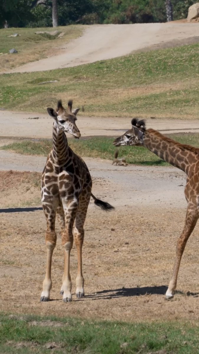 Leggy little name reveal 🦒 Meet sweet girl Subeera, whose name means "patience is rewarded," and playful boy Matope, whose name means "mud" in Swahili.