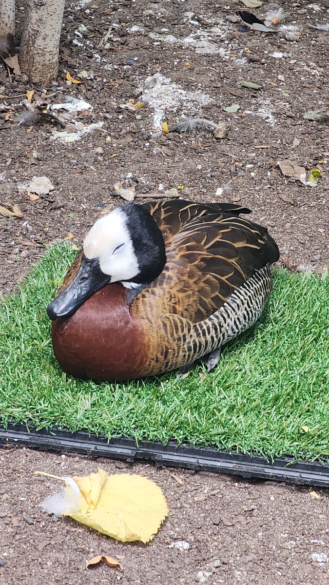 🦆 Happy 13th Birthday to Matt Dillon, our white-faced whistling duck! Before our flamingo flock moved in 2023, he loved visiting them as part of his enrichment. So for his special day, Animal Care Specialist Anton M. surprised him with a birthday trip to see his flamingo friends!🦩 Here’s to many more years of whistles and waddles. Come see Matt Dillon in Forest Aviary before he moves behind-the-scenes for the winter! #MattDillon #WhistlingDuck #Flamingo #DenverZooConservationAlliance #SavingWildlifeTogether #Enrichment
