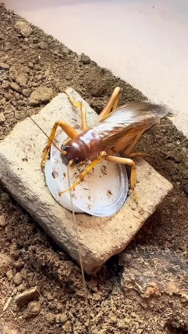 And they say insects can't think or have feelings