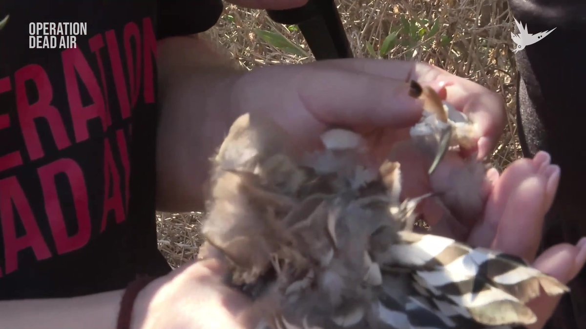 More than half a million songbirds are illegally killed in Cyprus each year, to be eaten. We'll be broadcasting live to reveal this barbaric practice, working with Committee Against Bird Slaughter (CABS) Watch the live stream ➡️ #OperationDeadAir