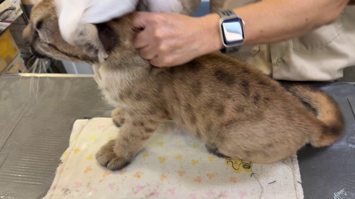 【ピューマを応援して下さる皆様へ・9/21】 母子展示（“ニーナ”と“シェダル”のみ）：放飼場と寝室出入自由 “シェダル” （オス）：悪戯目撃 “ツィー”（オス）：肉を1日約1㎏食べる “キャフ”（メス）：先日の体拭きの様子（楽しそう）左後肢術部の新しく生えた毛には斑点がないのです！ ＃ピューマ一家