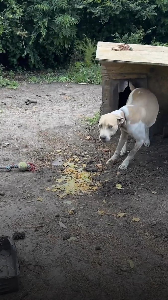 Toby’s world is no bigger than the length of that chain. He doesn’t get to play, run, or even have a soft place to sleep. Dogs are family, and no family member should be chained or left outside. We won’t give up on Toby until his fate is changed for good. 🐾❤️