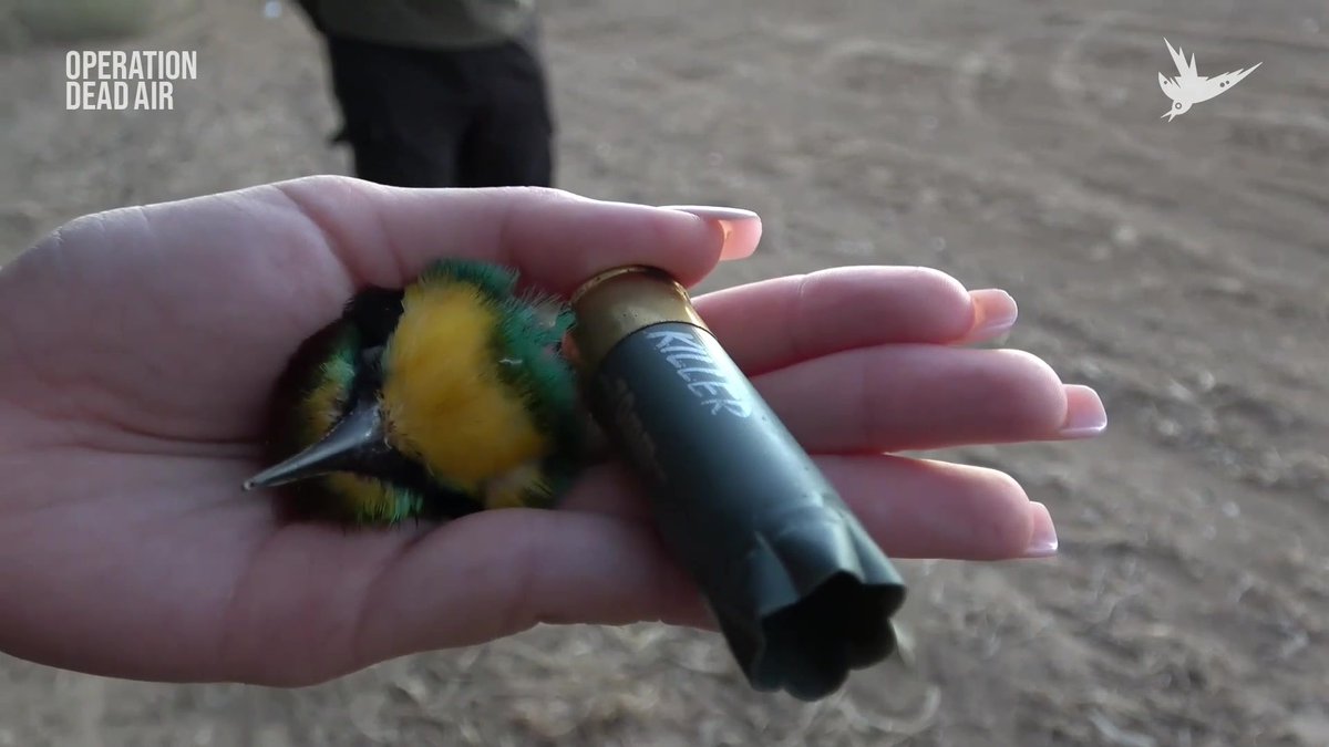 Not all birds are created equal - bee-eaters are undeniably beautiful creatures. Shot illegally, to be eaten. This must end. #OperationDeadAir #WildlifeCrime #birds #Cyprus w/ Committee Against Bird Slaughter (CABS) Megan McCubbin
