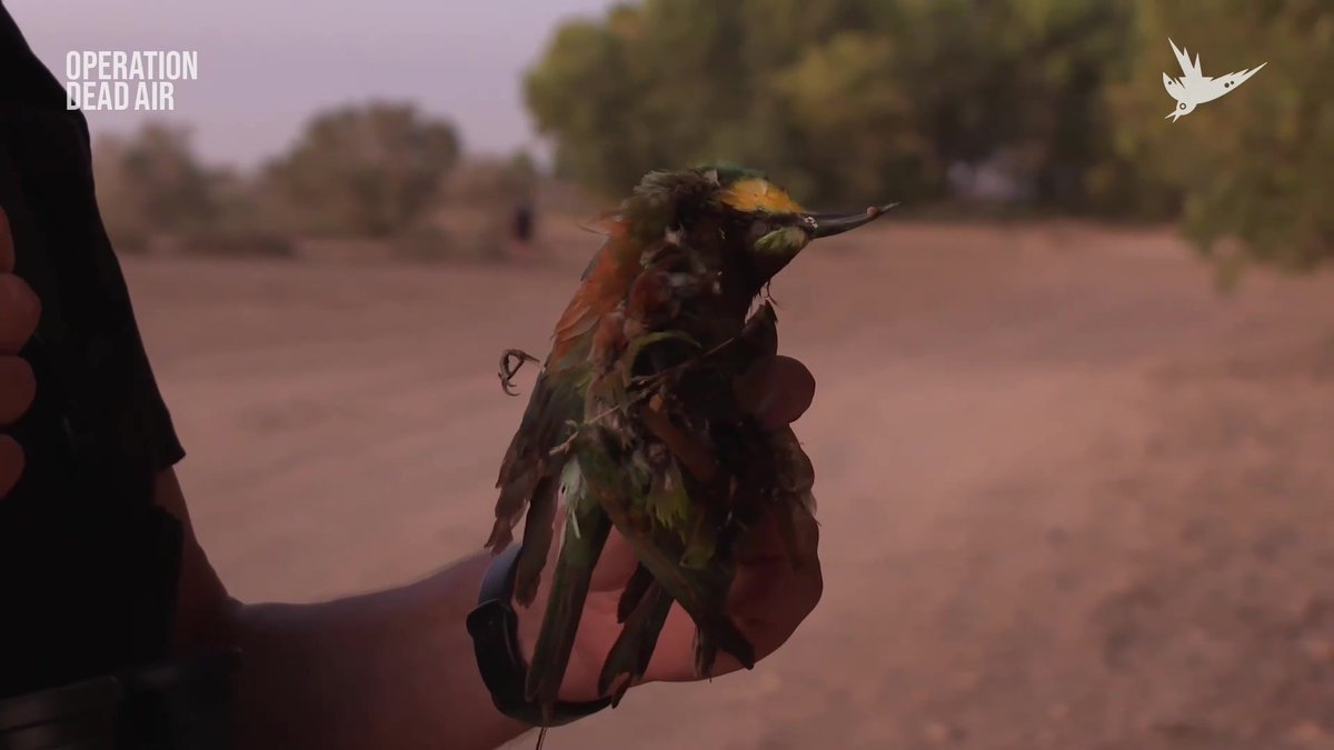 There was a time, when people across Europe supplemented their diets with wild birds through the winter months. But today, in 2025? They're being shot for money, so some individuals can 'show off' in a restaurant. #OperationDeadAir #wildlifecrime Please donate to Committee Against Bird Slaughter (CABS)