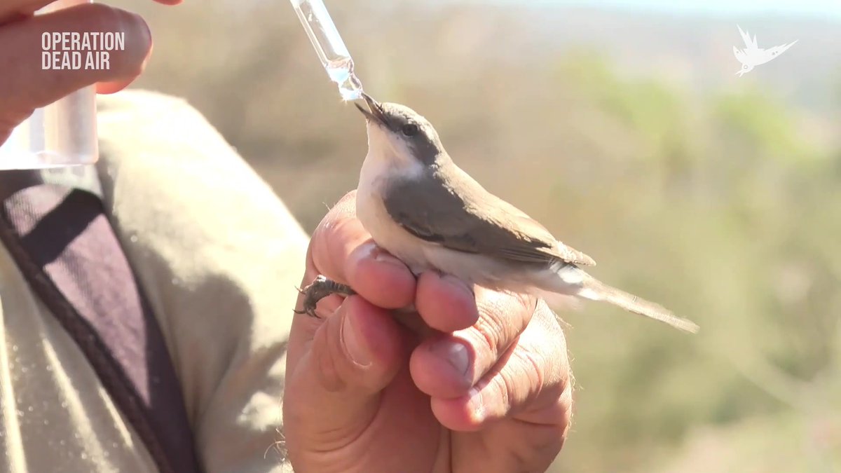 As if these tiny migrant birds don't have enough problems during their epic journeys... luckily the Committee Against Bird Slaughter (CABS) team here are ready to help with a much needed drink. Donate if you can, it all helps -