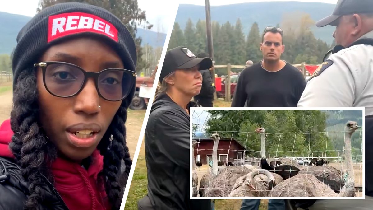 RCMP on the move, CFIA ostrich cull could happen any moment Drea Humphrey is live on the ground as tensions rise at Universal Ostrich Farms, where 400 healthy birds could be destroyed despite farmers fighting to stop it.