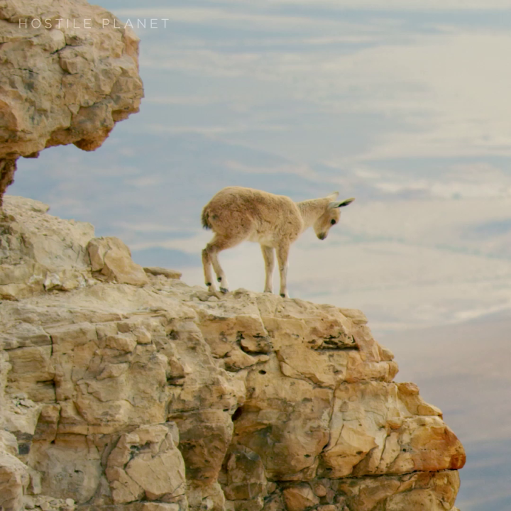 Born to climb, these ibex kids, just days old, navigate dizzying cliffs as they follow the herd to the desert's most important resource—water. #HostilePlanet is now streaming on Disney+.