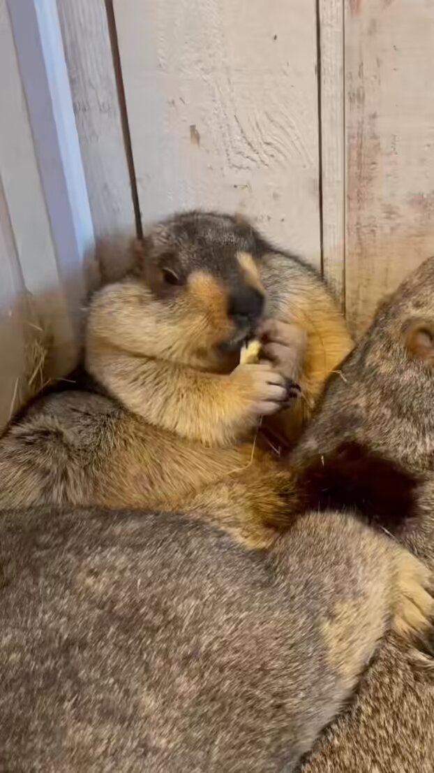 🌕食欲の秋🍂 寝転んでお芋をもぐもぐ… 怠惰なシューちゃん🍠😂 でも間違えてカステラちゃんを触っちゃって、 抜け駆けお芋バレました🤣💦