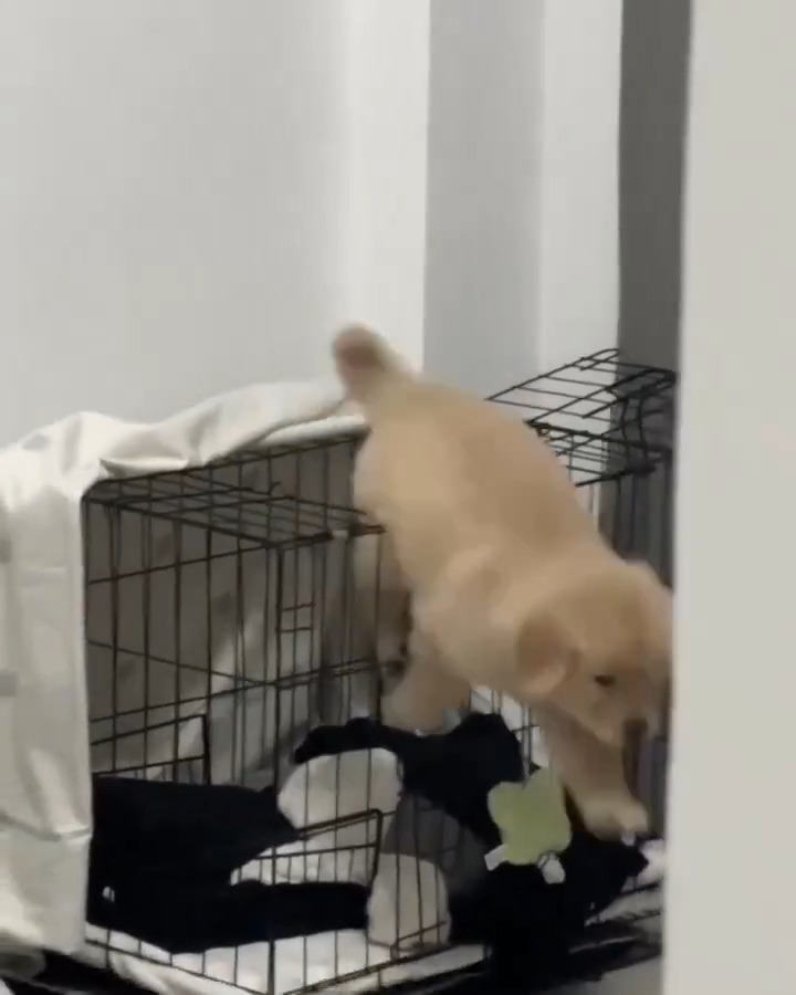 cute runaway