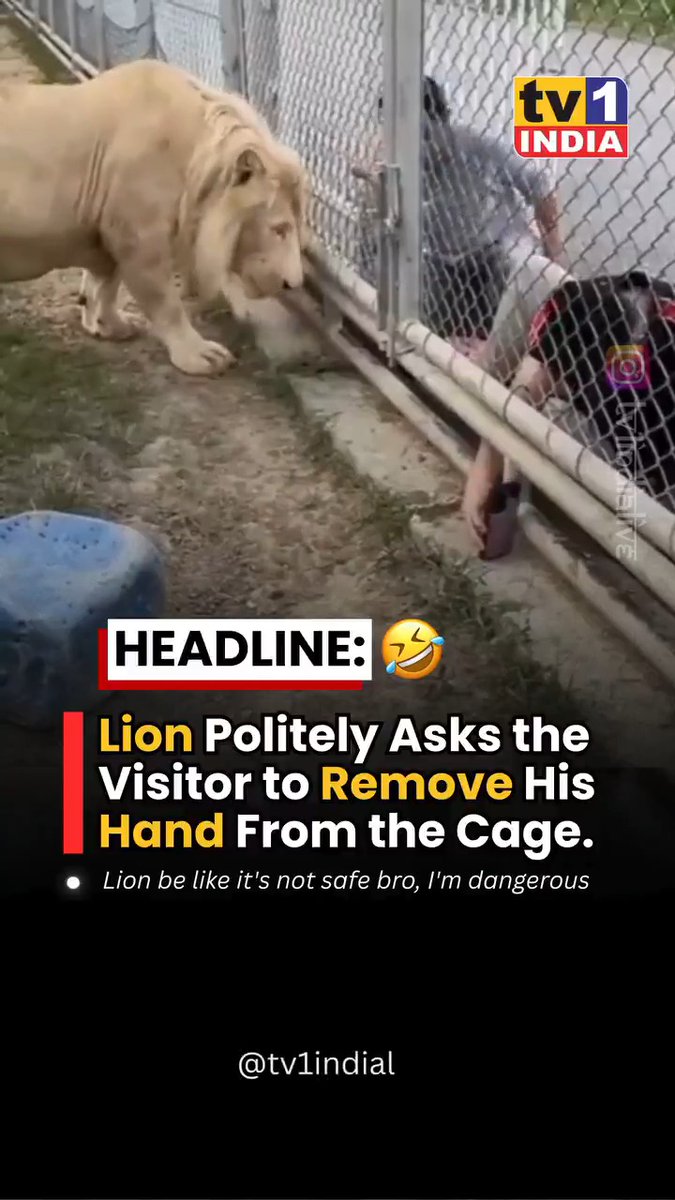 Lion having more common sense than men