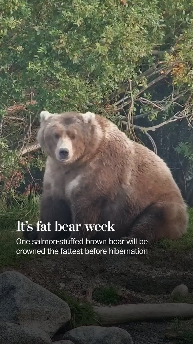 🐻 The battle of the chonks has arrived: It’s Fat Bear Week 2025. Will 128 Grazer pull off a three-peat? You can vote for the fattest bear on explore.org’s website until Sept. 30.