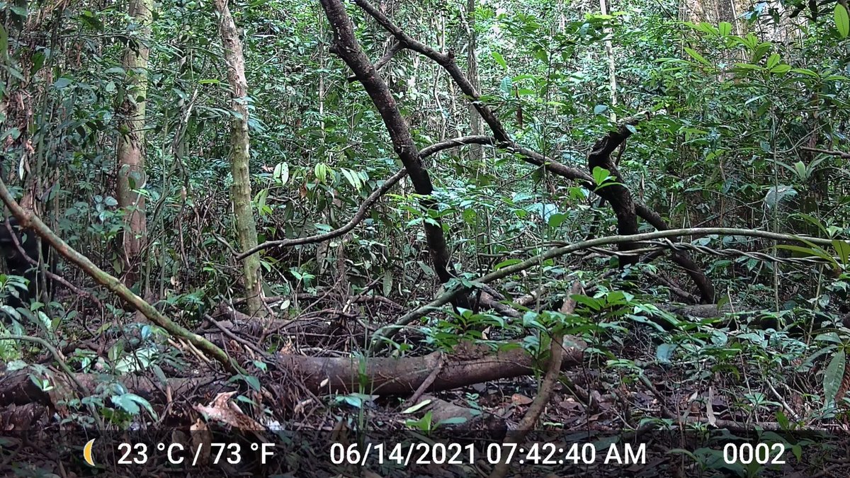 By munching on fermented fruit, chimpanzees consume the equivalent of roughly 1 alcoholic drink per day, new Science Advances research finds.