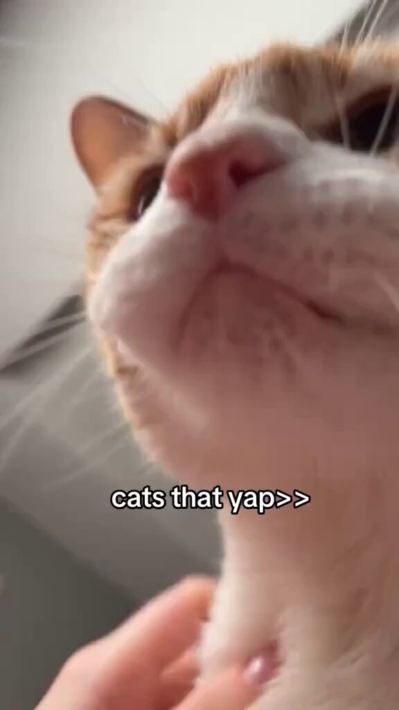 cats that yap>>