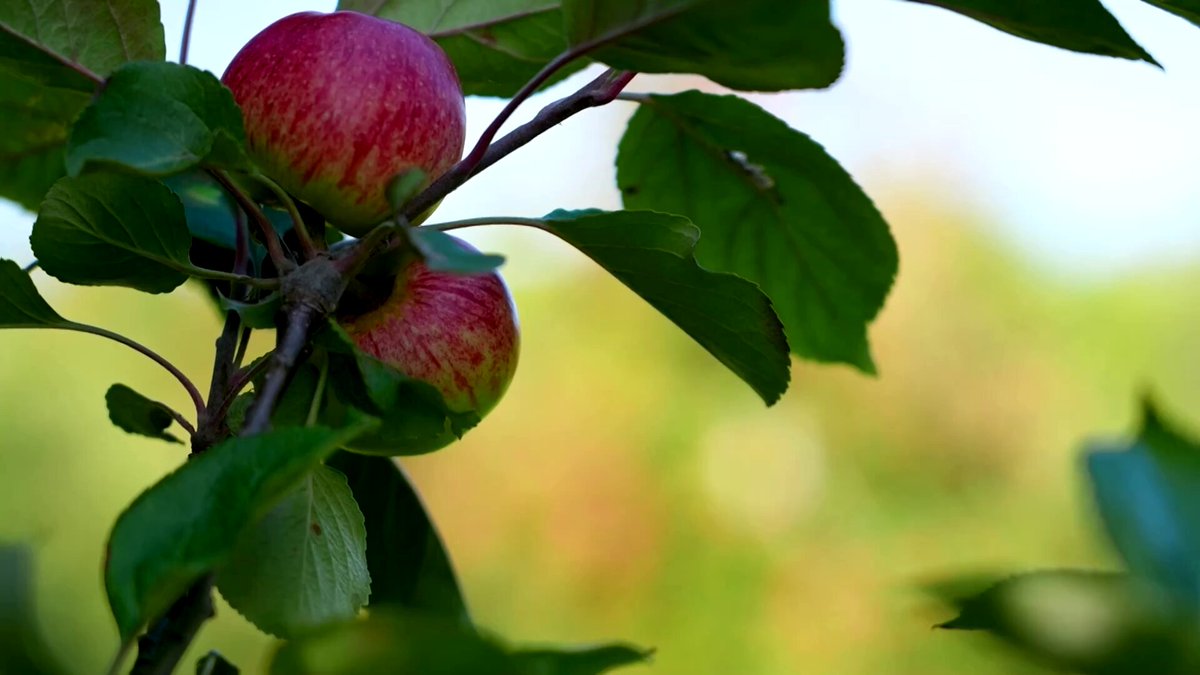 British cider makers are preparing for one of their sweetest vintages in years after a record hot summer left orchards heavy with fruit