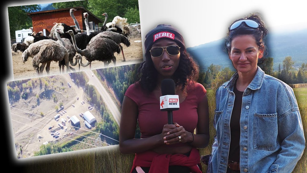 Helicopter footage shows massive government operation at Universal Ostrich Farms Emotions are running high as authorities prepare to cull the flock of nearly 400 healthy ostriches. Editor's Note: Since filming, the ostriches have been granted a stay of execution by the Federal Court of Appeal. Follow the latest developments and support our work at Rebel News journalists Sheila Gunn Reid and Drea Humphrey are on the ground in Edgewood, B.C. as authorities converge around Universal Ostrich Farms ahead of the expected cull. The two journalists also got a bird's-eye view of the farm and its surroundings, noting the large presence of police vehicles and cull vehicles around the property. Authorities have been seen gathering hay bales seemingly in an attempt to obstruct the public from viewing what's going on and to help contain the exotic birds. Supporters of the ostriches and the farm are gathering to peacefully protest in an attempt to prevent the slaughter of the nearly 400 ostriches. The Canadian Food Inspection Agency is trying to have the entire flock culled after two ostriches reportedly tested positive for the avian flu in December of 2024. The ostriches' eggs have been used in groundbreaking research in Japan’s Kyoto Prefectural University. The story has created international news, with members of the Trump administration advocating for the ostriches to be saved.