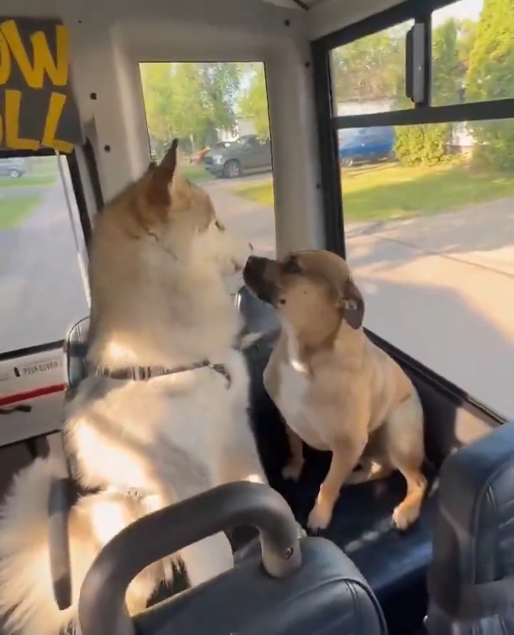 I'd choose to ride on a dog bus over a human bus 100% of the time 🐶 #dog #dogs