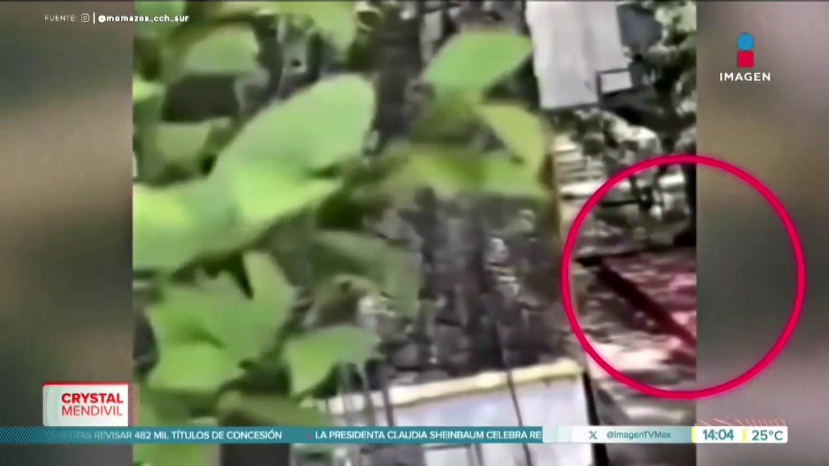 Se ha dicho que Lex Ashton, el atacante del CCH SUR, pertenece a un grupo llamado INCELS. ¿Qué es este grupo?, ¿por qué se dice que Ashton era parte de ellos? Brenda Vega nos cuenta:
