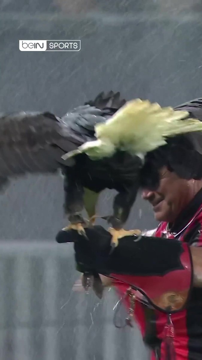 🦅 نسر نيس الشهير يتعرض لموقف طريف 🚿😂 #الدوري_الأوروبي #نيس_روما