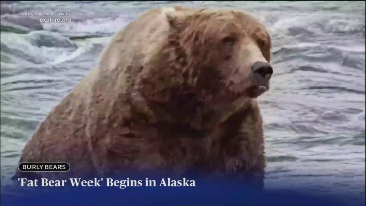 The bracket for Fat Bear Week 2025 has been revealed, and 12 bears at Katmai National Park and Preserve in Alaska are looking for votes from all over the world — but only one will be crowned the champion of the fat bears.