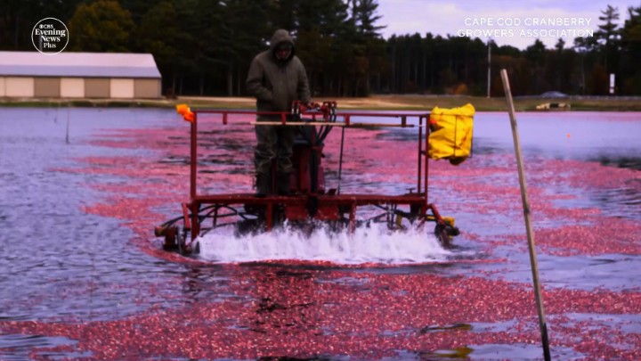 As cranberry prices fall due to global competition, and costs increase due to labor issues, higher utility costs and extreme weather, cranberry farmers like Jarrod Rhodes are part of the Massachusetts Division of Ecological Restoration's Cranberry Bog Program that pays farmers to turn unproductive bogs back into wetlands.