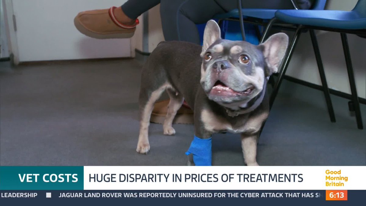 Pet owners are facing a postcode lottery when it comes to vet bills. Research by this programme has found huge price differences at practices across the country. There are now calls to regulate vet pricing across the industry. Polly Bartlett reports.