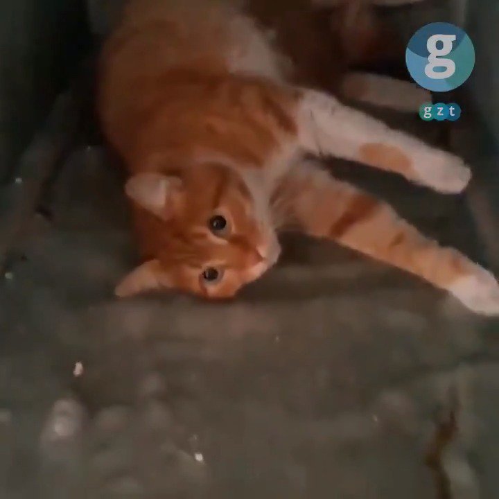 atölyesinde baktığı kedi doğurduğu için çok mutlu olan osman abi