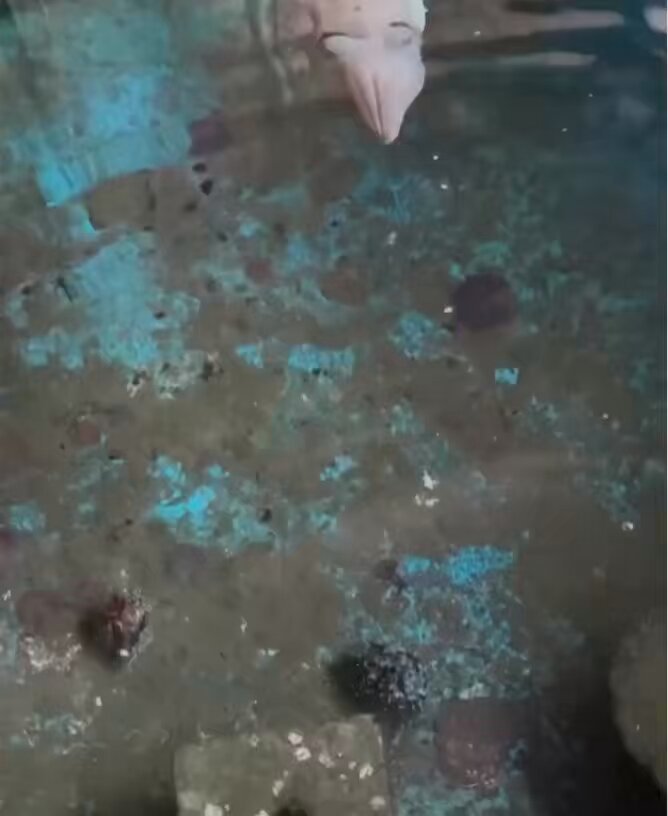 Cuttlefish love playing tag