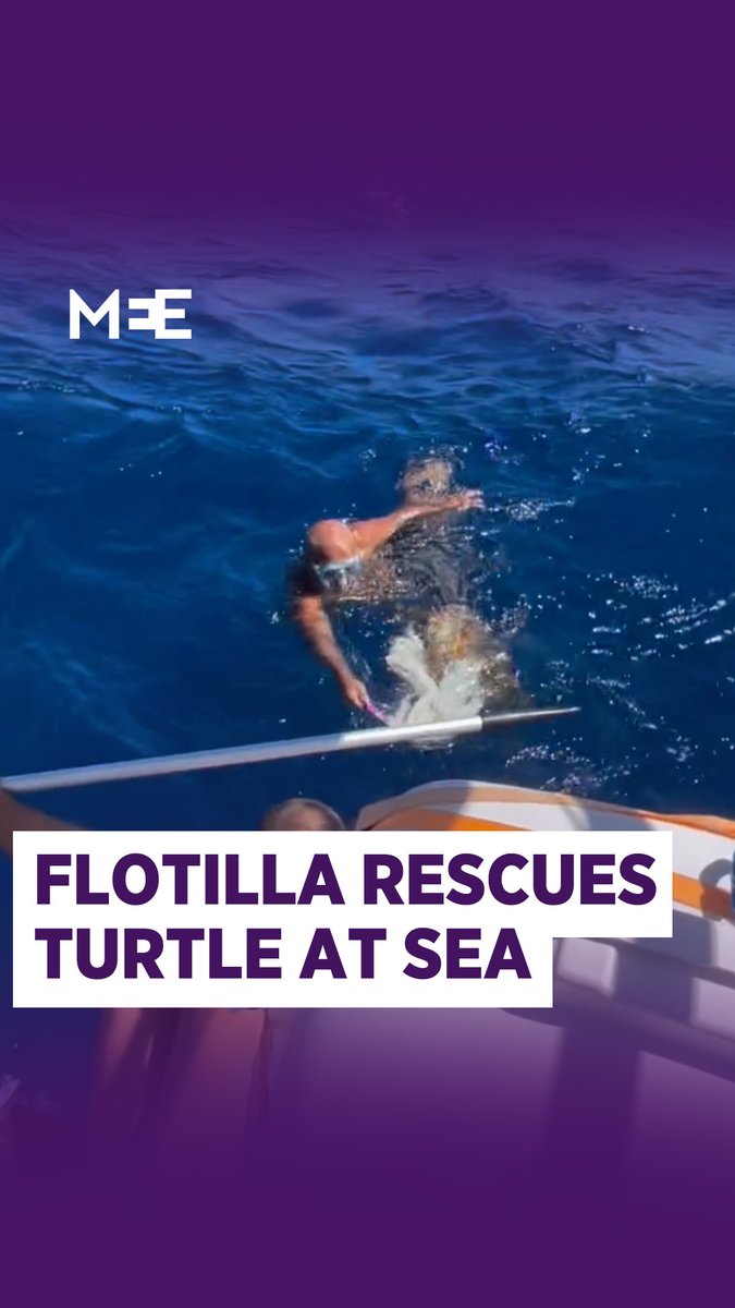 While en route to Gaza, participants of the Global Sumud Flotilla rescued a sea turtle caught in a net in the Mediterranean. One of the volunteers jumped into the water, freed the animal from ropes entangling its legs, and released it safely back into the sea