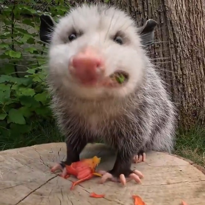 and you thought YOU liked flowers