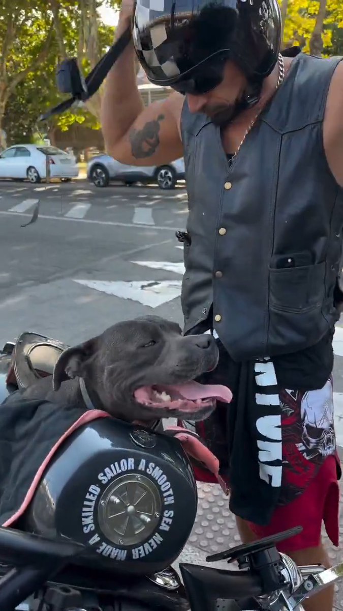 Safe or not, that dog trusts his owner