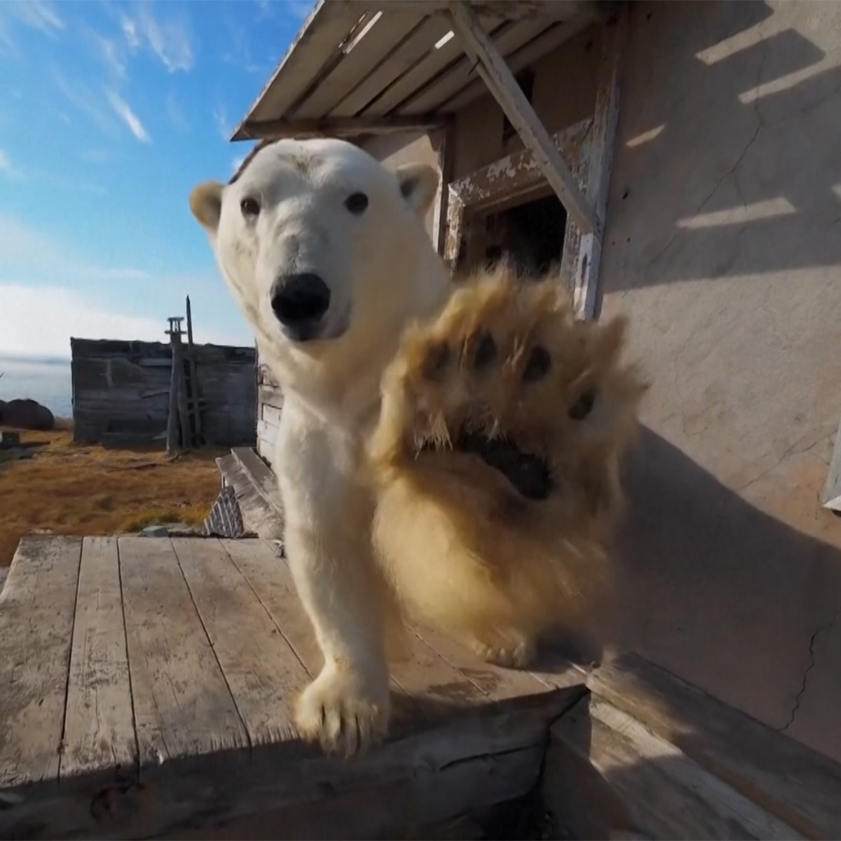 🐻‍❄️🇷🇺Osos polares se adueñan de una estación científica abandonada en Rusia Un grupo de osos polares se instaló en una estación de investigación polar abandonada en una isla en el mar de Chukotka (Rusia). Síganos para más contenido⬇️