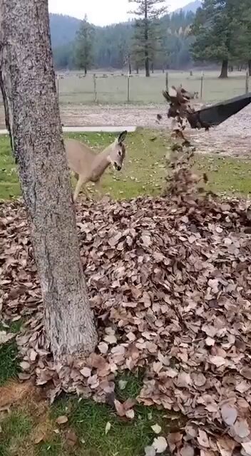 Creature full of joy and whimsy