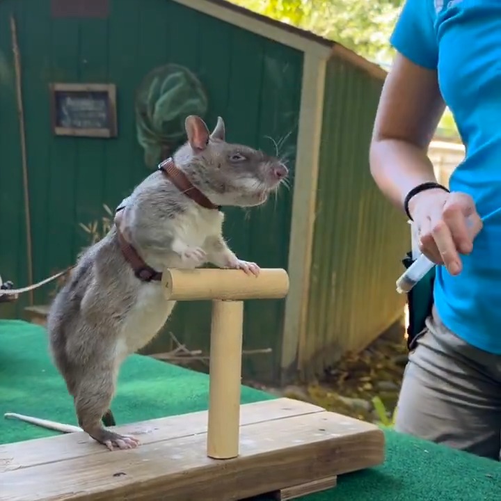 Capri and Sun are East African savannah pouched rats, a species known throughout the world for its smarts, size and sense of smell.