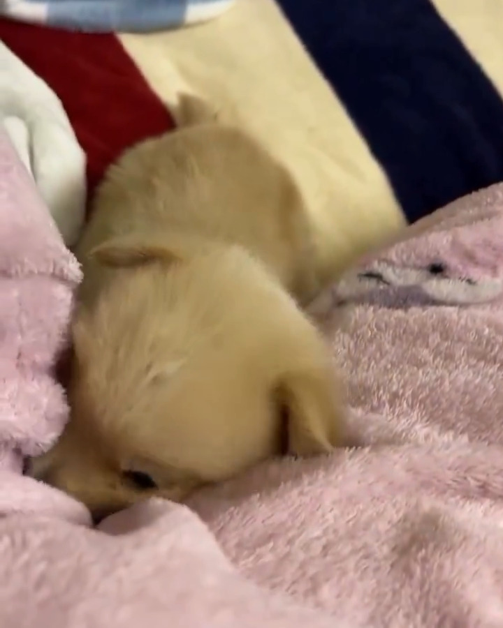 Adorable baby puppy 🐶💗