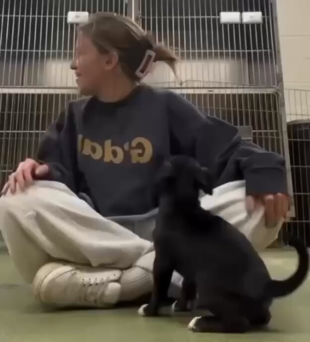 POV: the shelter staff ask if you want to socialize puppies