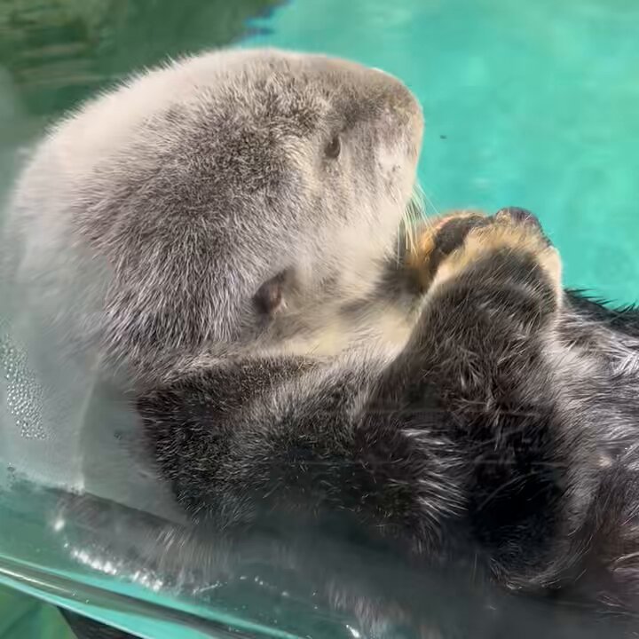 たんぽぽ綿毛リロくん🌼✨