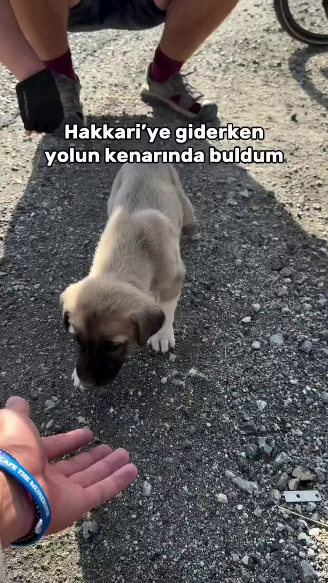 Bisikletiyle Türkiye turuna çıkan bir vatandaş, Hakkari’ye giderken otobanda bulduğu yavru köpeği yanına alıp şehir merkezine kadar onunla birlikte yolculuk etti.