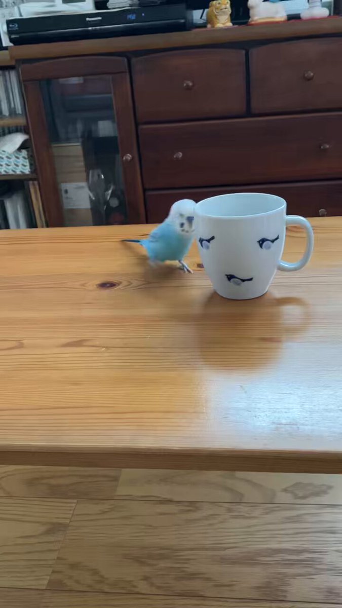 ごきげんヘドバン！ｶﾜｲｲｶﾜｲｲ…♪ 今週もがんばりましょー！ #セキセイインコ #ピッチー