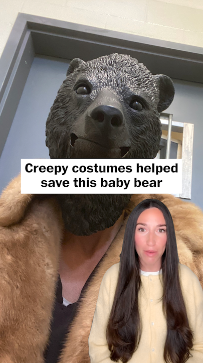 An orphaned baby black bear was rescued and taken to the San Diego Humane Society. Staffers wore a bear costume and leather gloves to prevent him from forming bonds with humans, which would make it more difficult to survive in the wild. Read more: