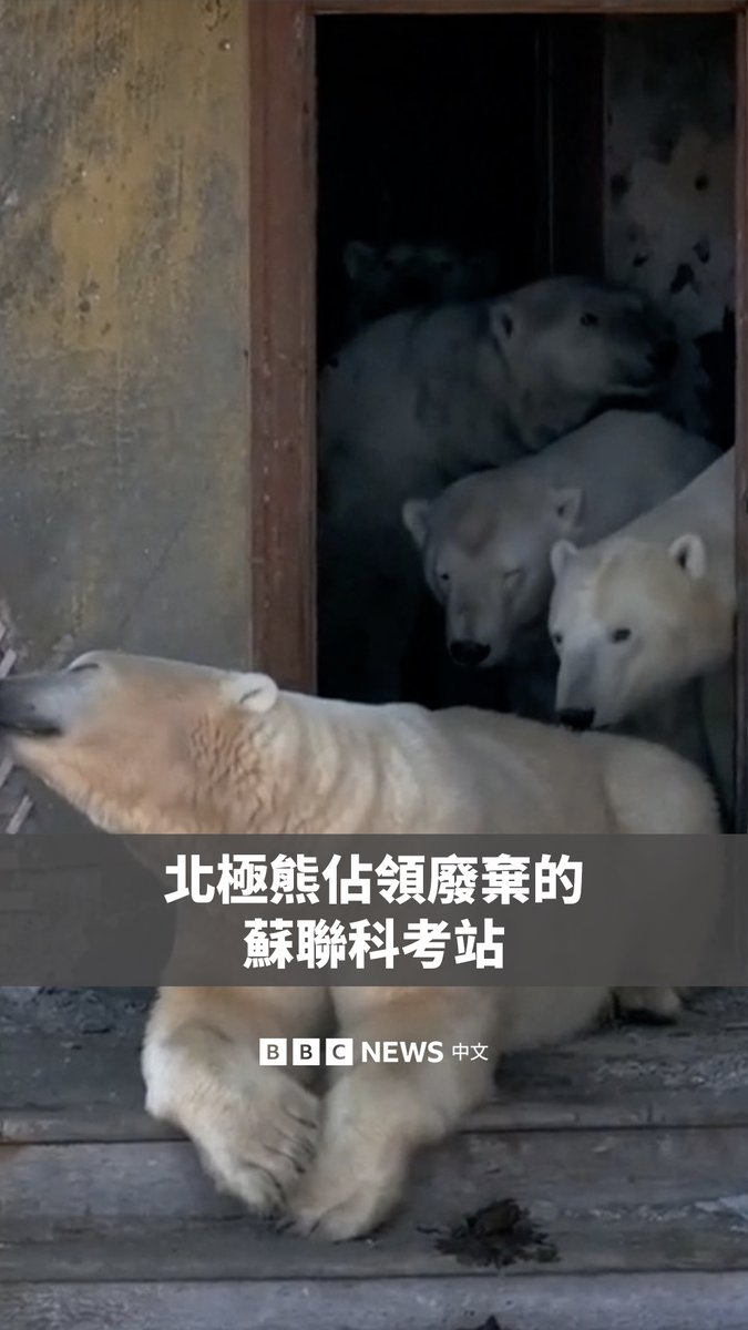 在俄罗斯远东地区，有无人机拍摄到一群北极熊占领了一座无人岛屿上废弃的极地科考站。 摄影师瓦迪姆·马霍罗夫（Vadim Makhorov）在与一群游客旅行到楚科奇海时发现，这些动物正把这个科考站当作栖息的庇护所。该科考站建于1943年苏联时期，于1992年关闭。