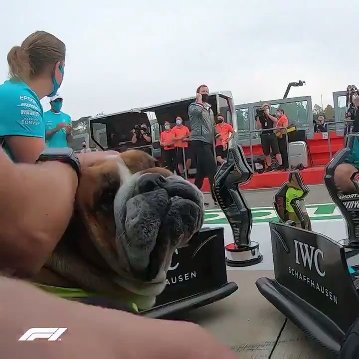 rest in peace, roscoe 🤍 the most honorable f1 world champion dog i know 🌟 may the divines warm lewis’s heart at this moment 🫂