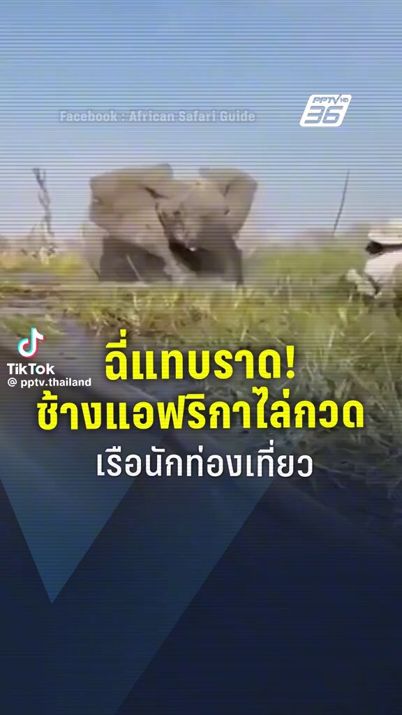 ช้างไล่ ตกน้ำ ถ้าเราไปเจอไอ้เข้ กับ บองหลา กรุแกล้งตายได้ไหม😨🥹