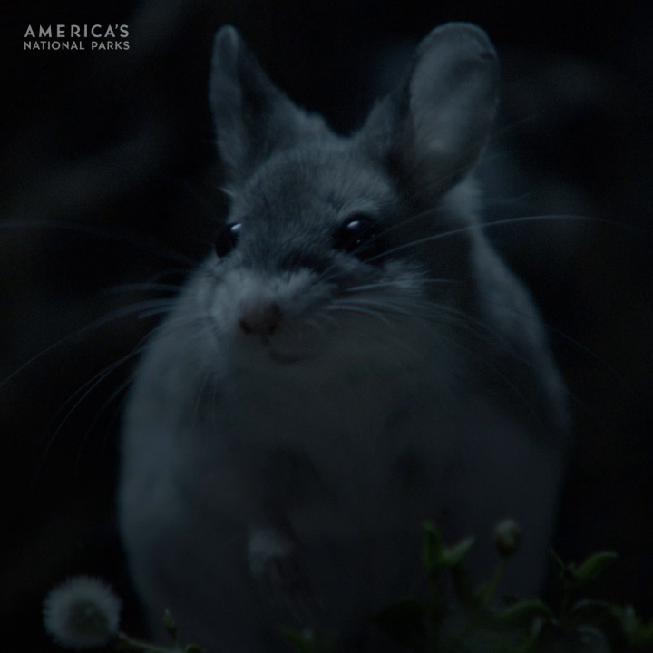 Don't rule out the grasshopper mouse. These rodents are equipped with special venom-blocking proteins that are especially useful when battling a potentially paralyzing foe—like the giant hairy scorpion. #AmericasNationalParks is now streaming on Disney+ and Hulu.