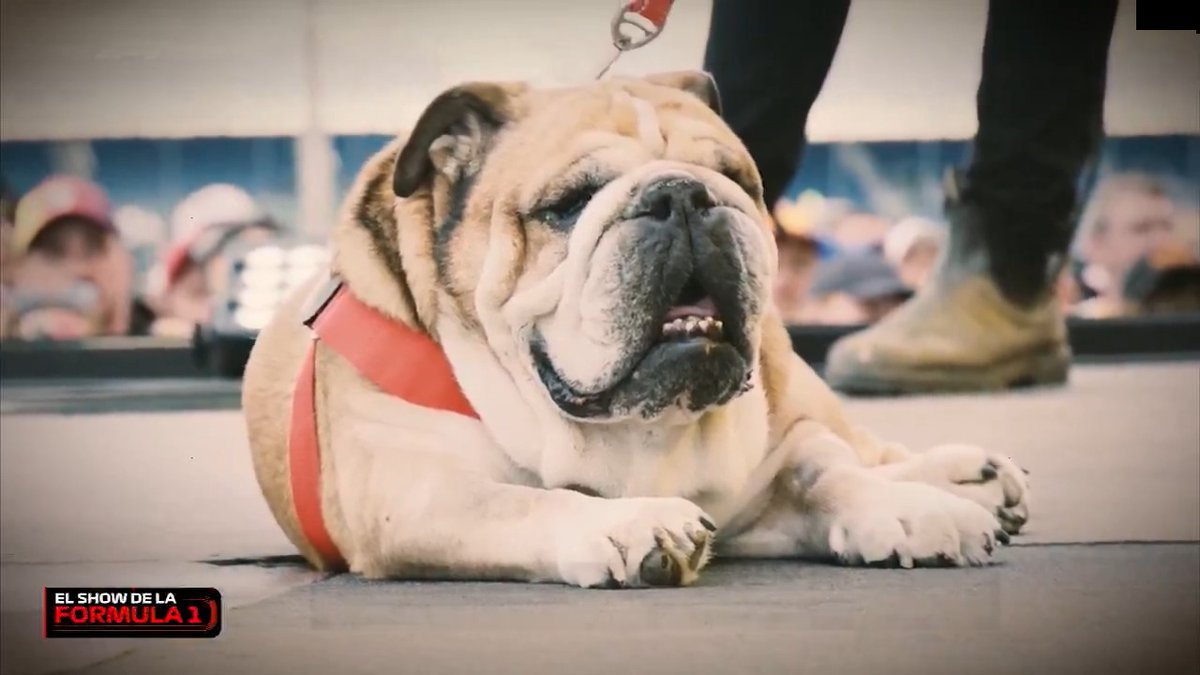 EL MUNDO DE LA FÓRMULA 1 DESPIDE A ROSCOE 🥺 Luis Manuel López Mario Dominguez Diego Mejia y Luis Chapulín Díaz hablan de la sensible pérdida de Lewis Hamilton 😭 #F1xFSMX