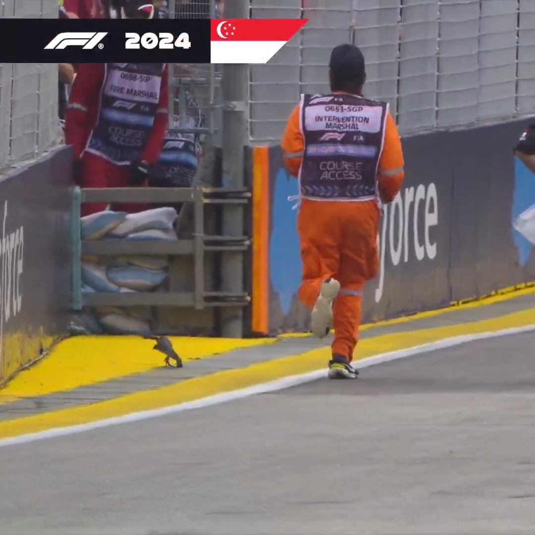 What a performance from Lizard in Singapore! 😱🦎 #F1 #SingaporeGP