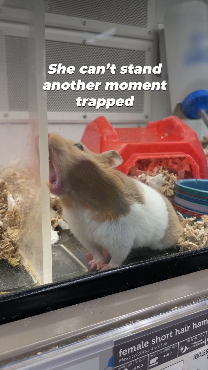 Trapped in a glass box, with little to no enrichment & strangers gawking & tapping on the glass—THIS is how hamsters suffer in pet stores 💔 Discover why you should NEVER buy a hamster!