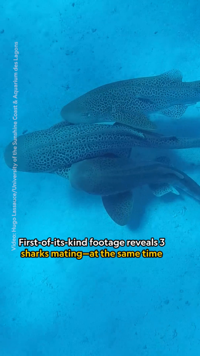 Scientists just filmed three Indo-Pacific leopard sharks, or zebra sharks, mating for the first time. But what they captured wasn't your average coupling:
