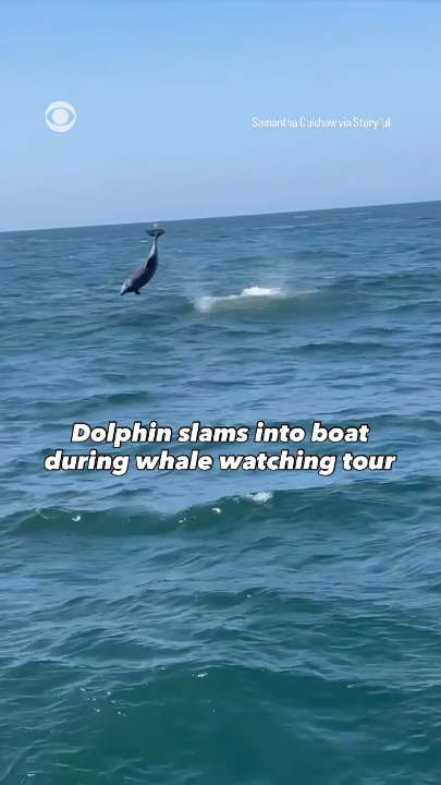 After impressing a boat full of whale watchers with its breaching, a dolphin in Monterey Bay, California, slammed into the boat's railing, leaving the people onboard stunned. Neither the dolphin nor any of the passengers were injured in the incident.